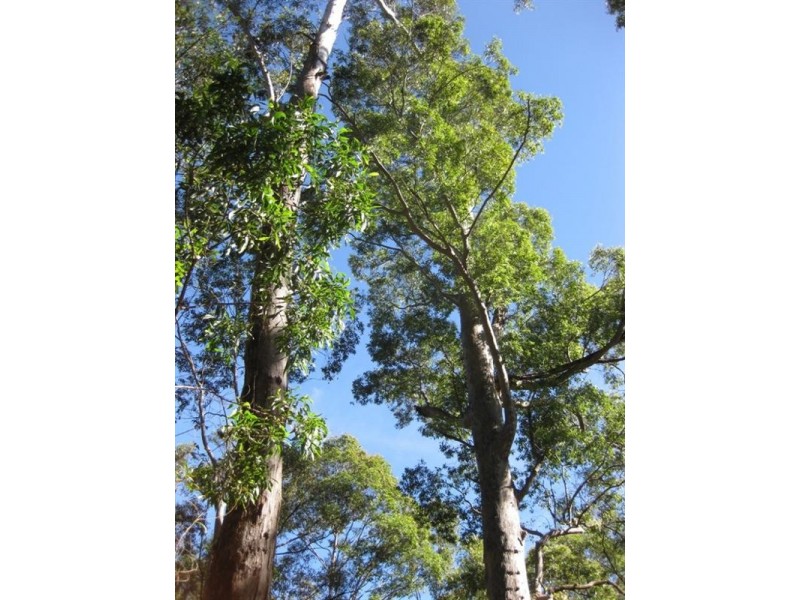 639 Larrys Mountain Road, Moruya NSW 2537