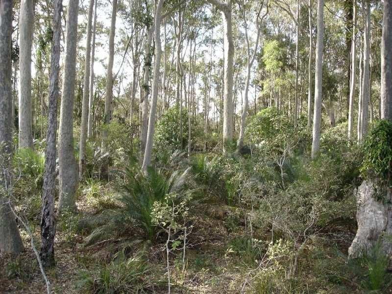 LOT 54 Sandy Place, Long Beach NSW 2536