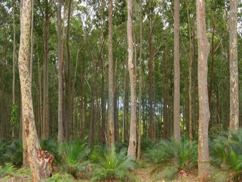 LOT 54 Sandy Place, Long Beach NSW 2536