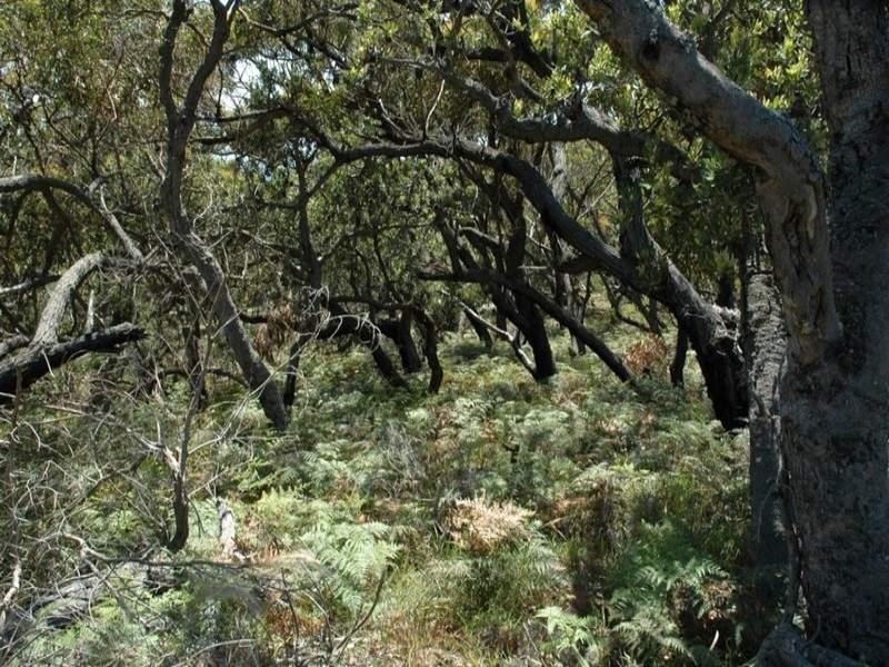 101 Burri Point Road, Guerilla Bay NSW 2536