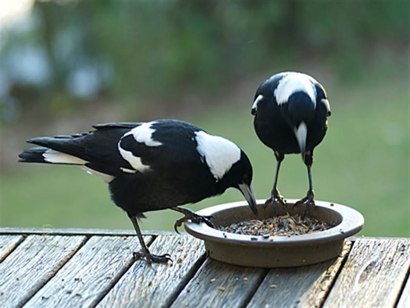 27 Rosedale Parade, Rosedale NSW 2536