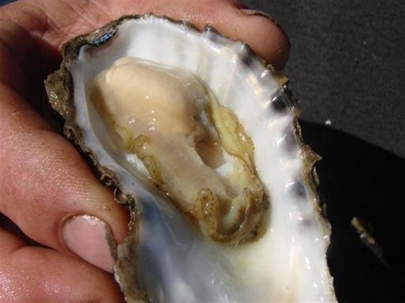 Shed 139 Lattas Point Rd, ‘Oyster Lease’, Batemans Bay NSW 2536