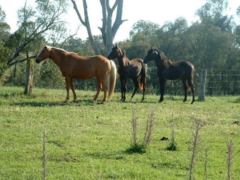 Riverview Bingara Road, Bundarra NSW 2359