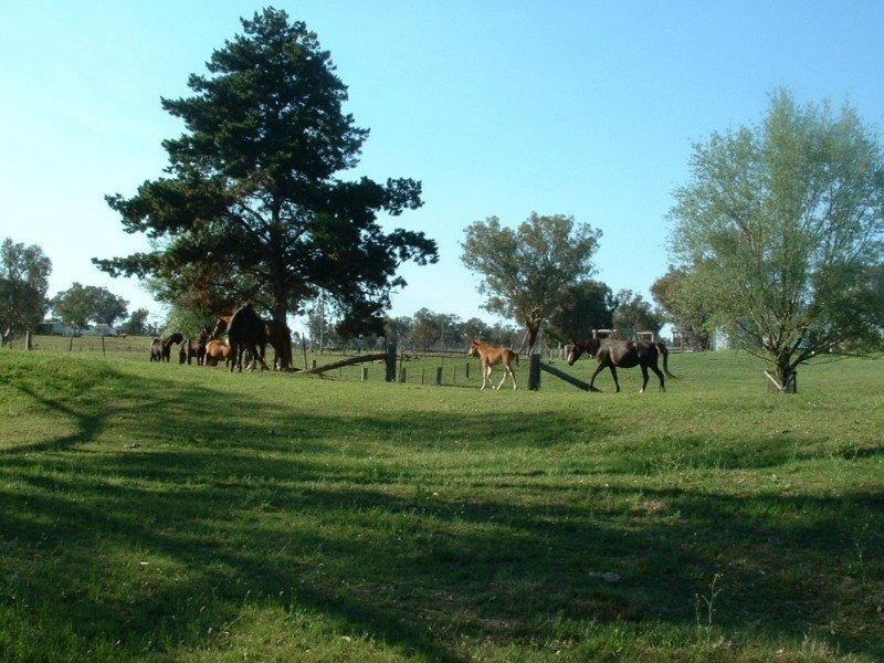 Riverview Bingara Road, Bundarra NSW 2359