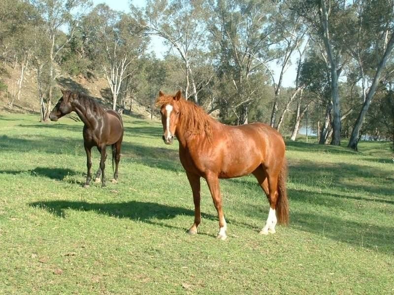 Riverview Bingara Road, Bundarra NSW 2359