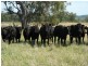Bingara NSW 2404