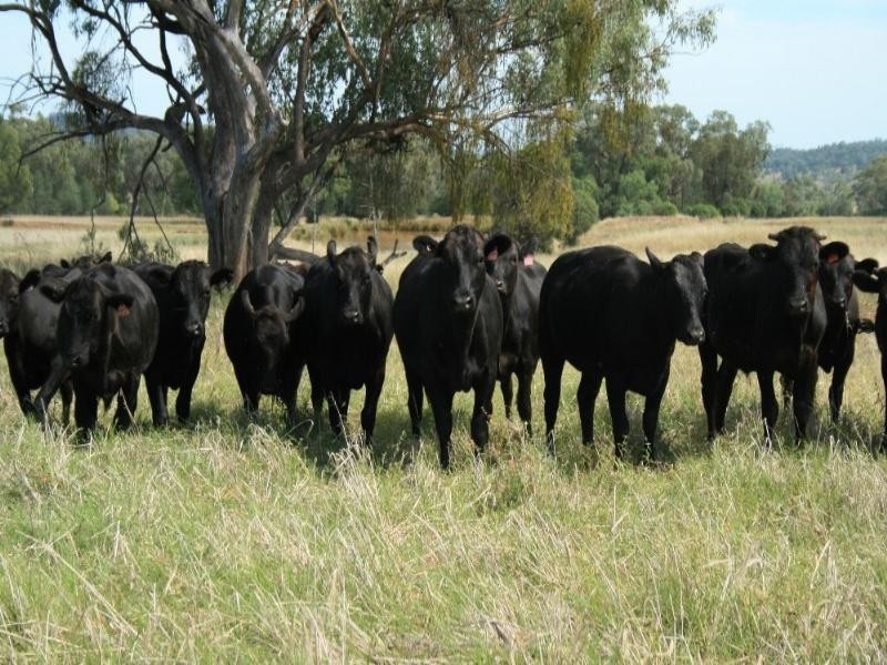 Bingara NSW 2404