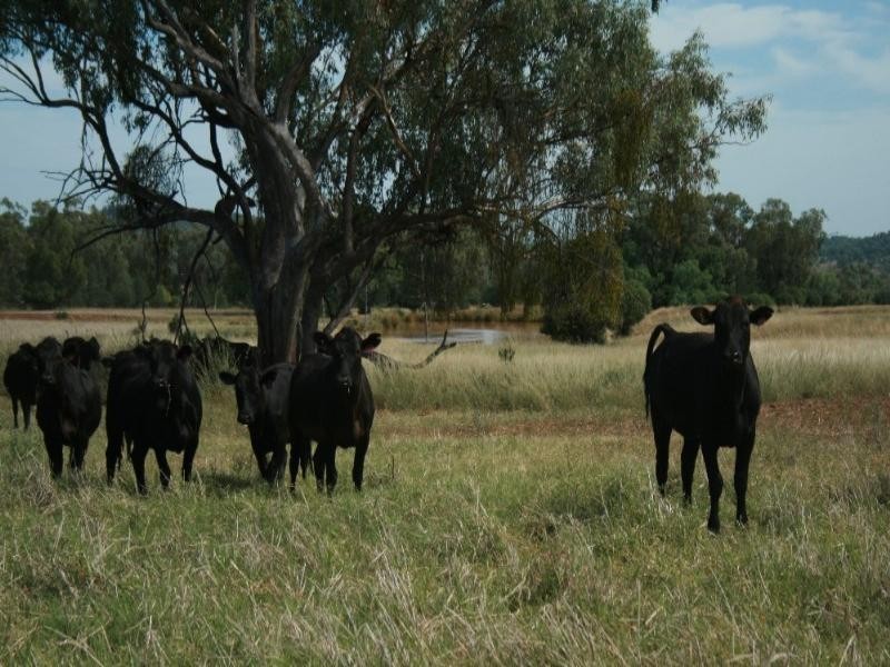 Bingara NSW 2404