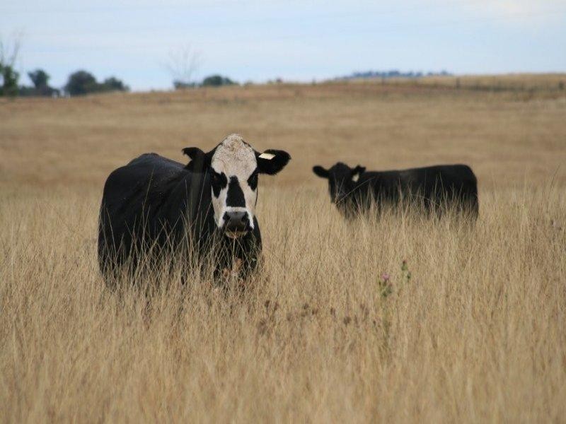 471 Thunderbolts Way, Bundarra NSW 2359