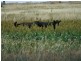 Delungra NSW 2403