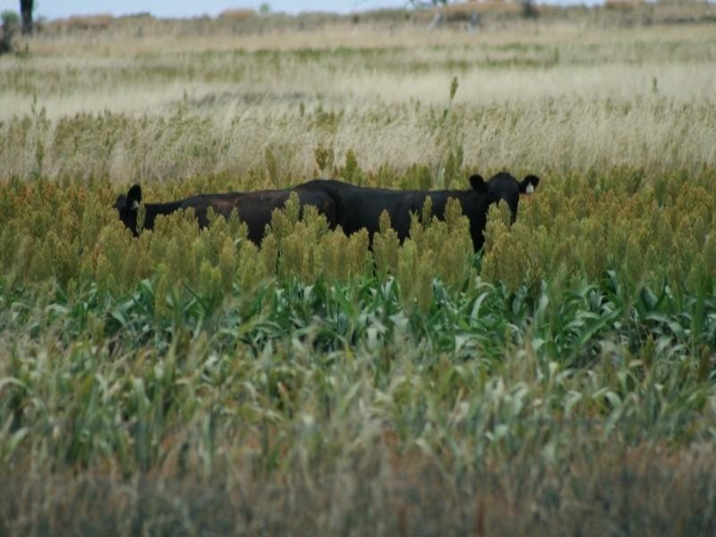 Delungra NSW 2403