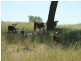 Bingara NSW 2404