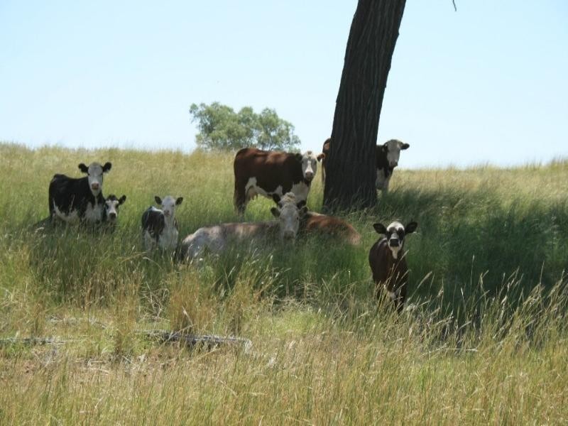 Bingara NSW 2404