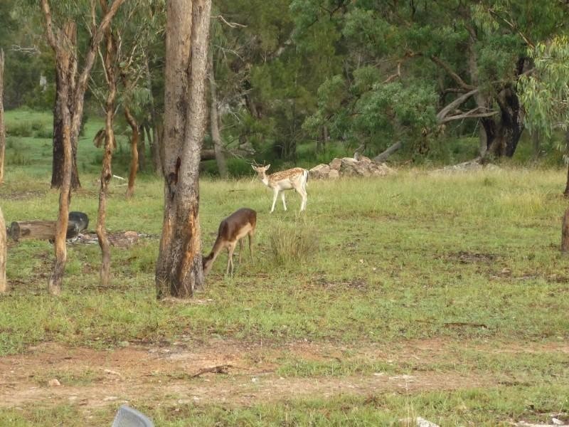 Wellingrove NSW 2370