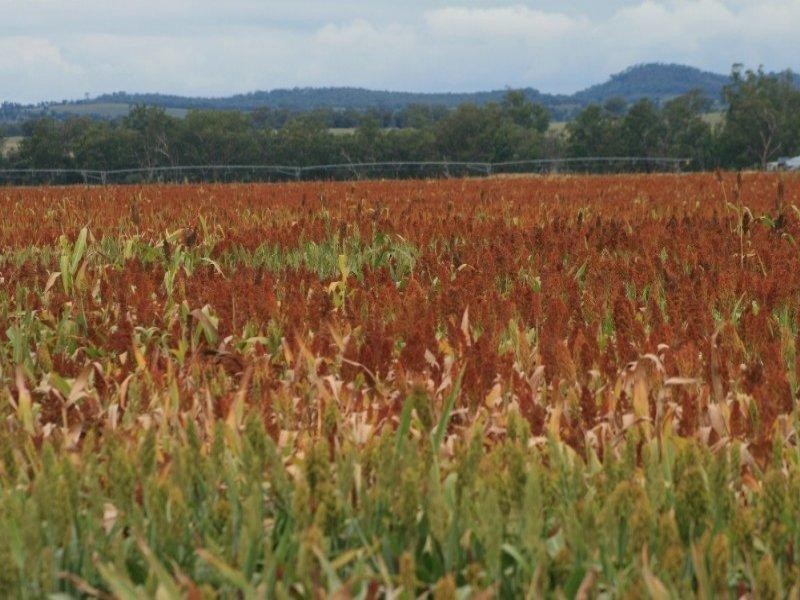 1 Coal Mine Road, Ashford NSW 2361