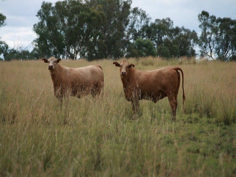 Coolatai NSW 2402