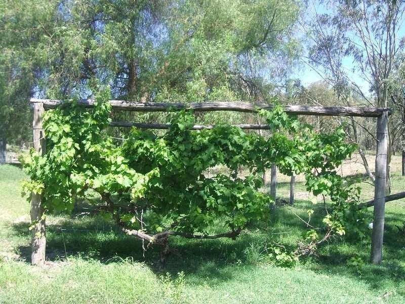 1823 Apple Tree Flat, Ashford NSW 2361