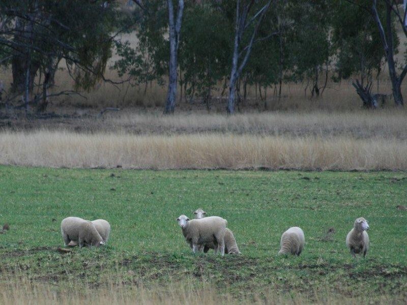 Inverell NSW 2360