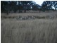 Inverell NSW 2360