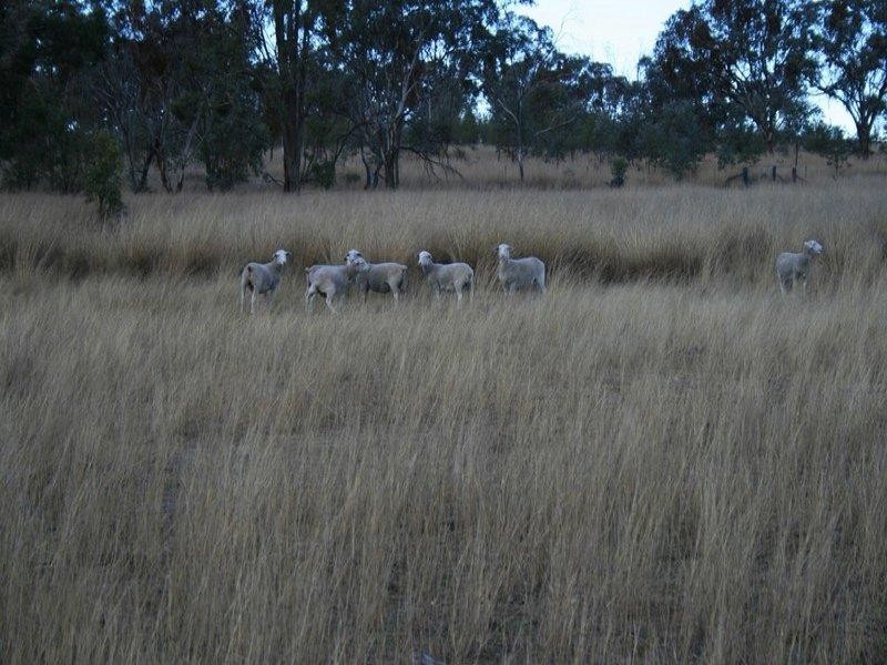 Inverell NSW 2360