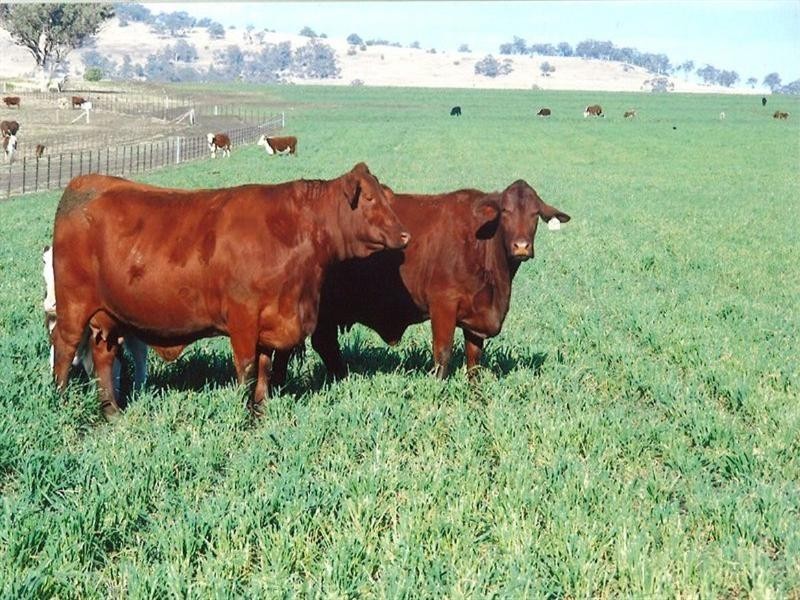 Allawa 734 Lecoin Road, Inverell NSW 2360