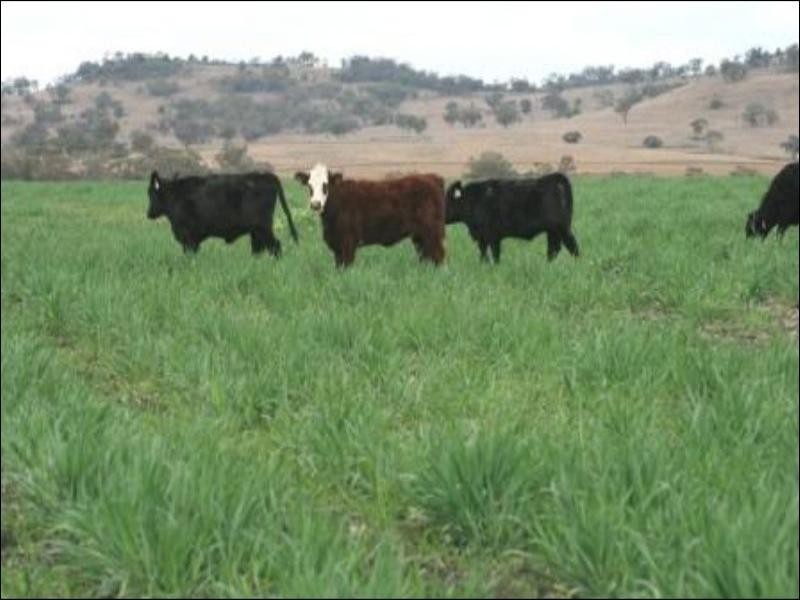 Allawa 734 Lecoin Road, Inverell NSW 2360