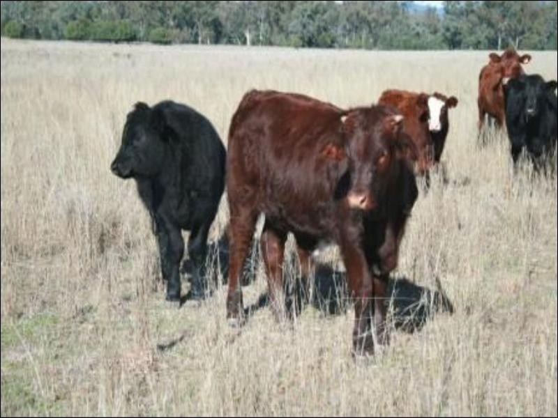 Bingara NSW 2404