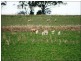 Delungra NSW 2403
