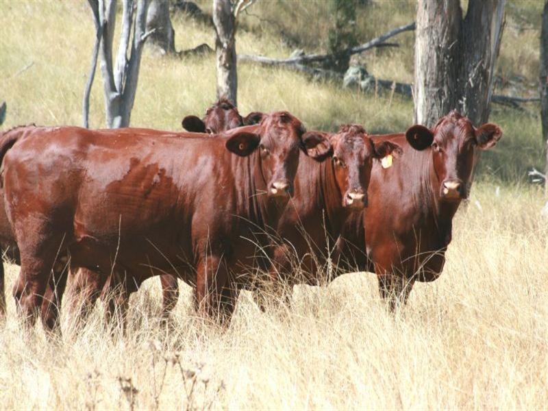 Waverley Bakers Creek Road, Bundarra NSW 2359