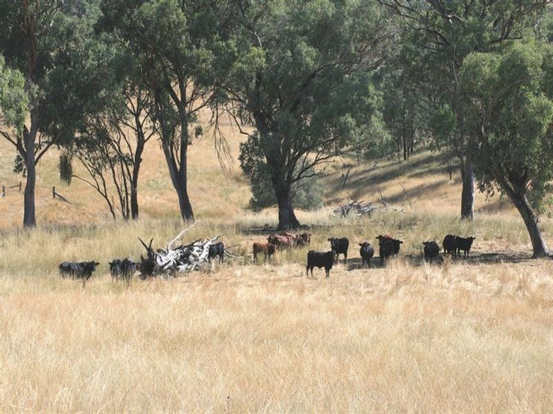 Waverley Bakers Creek Road, Bundarra NSW 2359