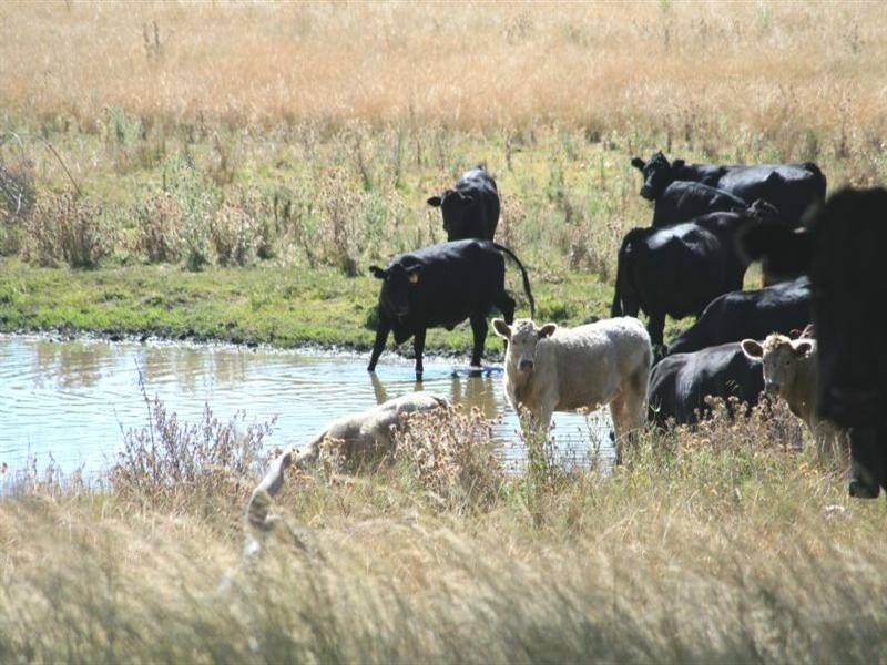 Waverley Bakers Creek Road, Bundarra NSW 2359