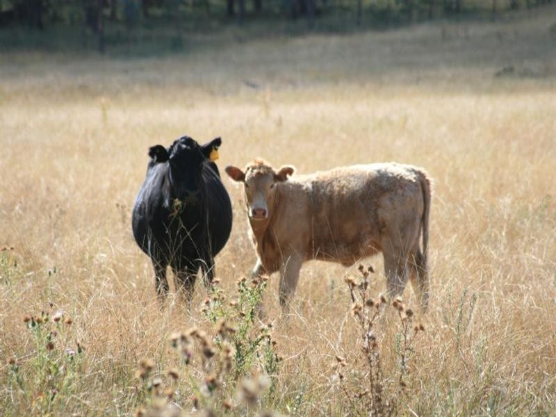 Waverley Bakers Creek Road, Bundarra NSW 2359