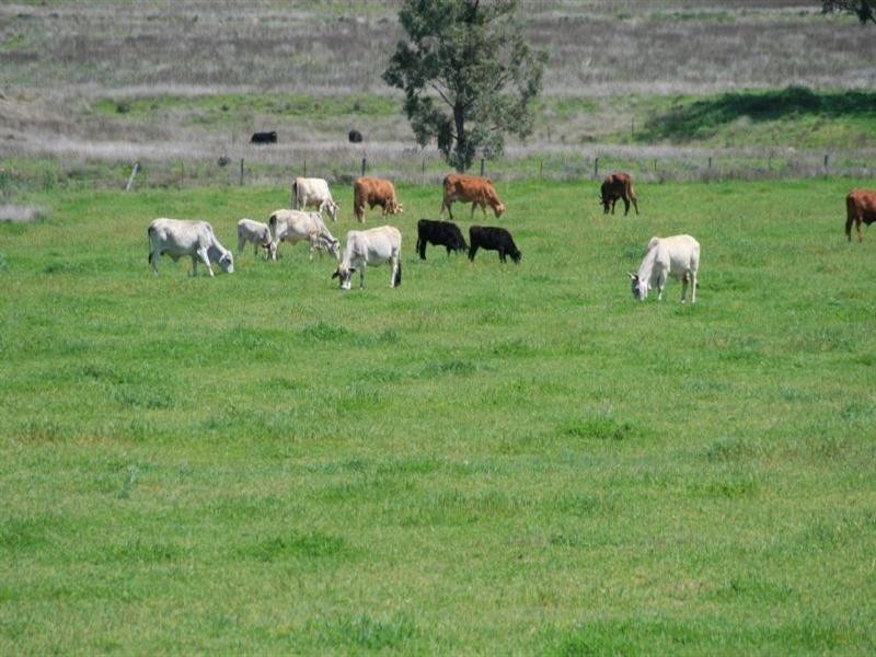 Ashford NSW 2361