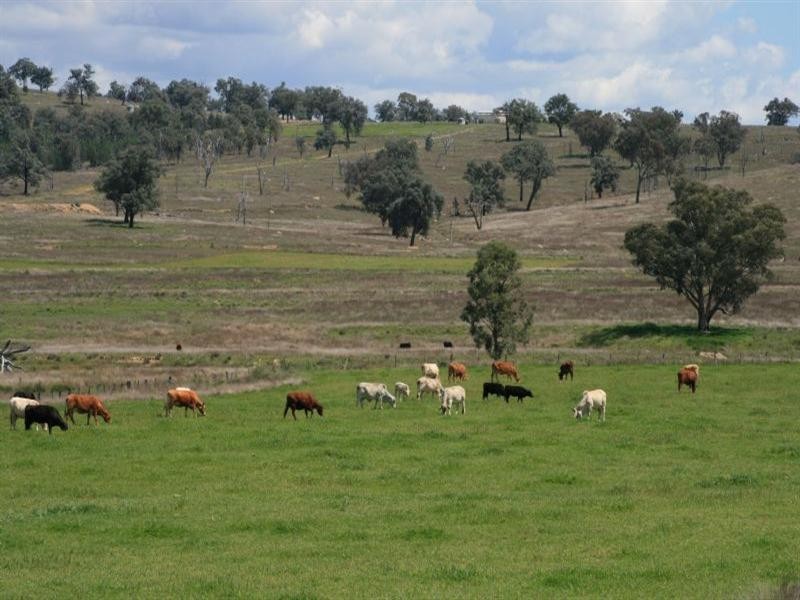 Ashford NSW 2361