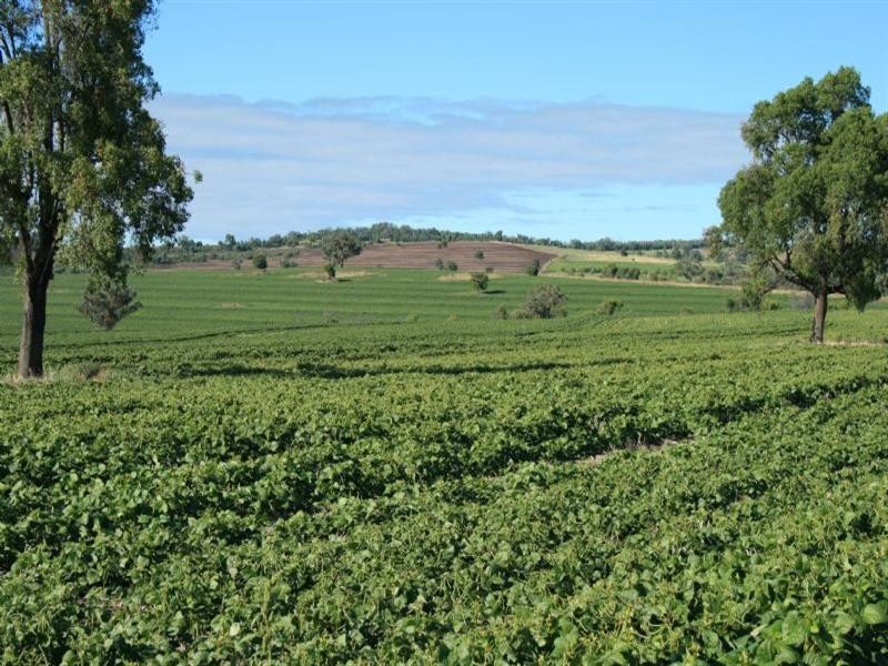 Collyton Adams Scrub Road, Delungra NSW 2403