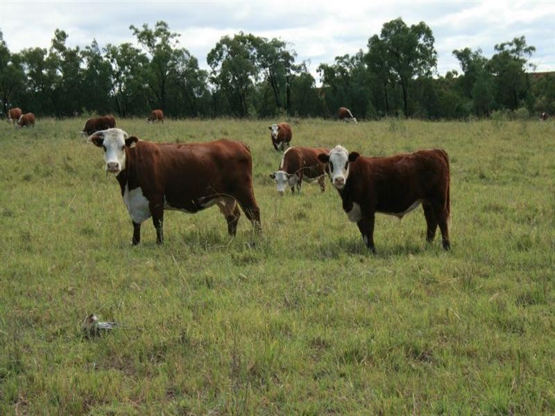 Collyton Adams Scrub Road, Delungra NSW 2403