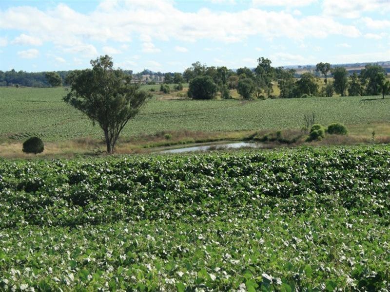 Collyton Adams Scrub Road, Delungra NSW 2403