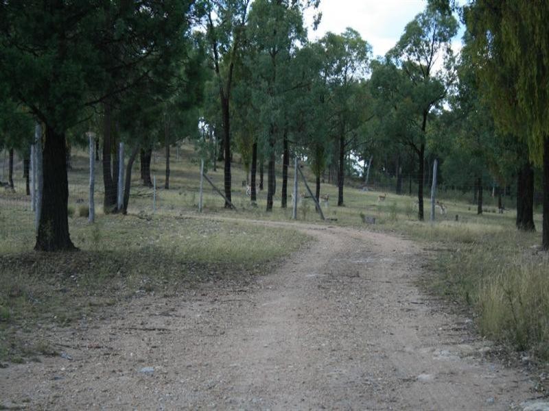 2976 Jimargie, Ashford Road, Emmaville NSW 2371