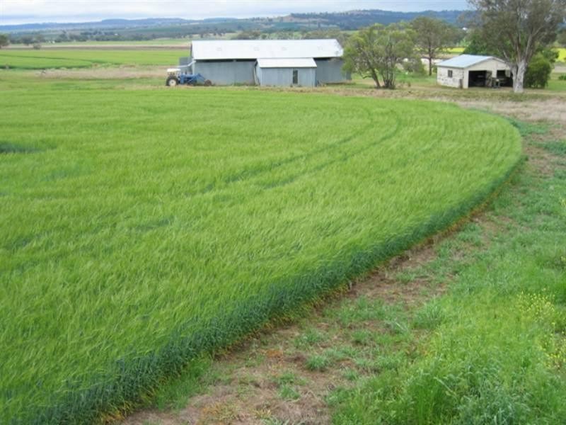 Bella 137 Gragin Peak Road, Delungra NSW 2403