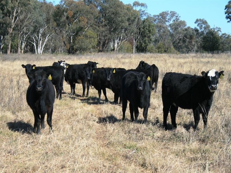 Nullamanna NSW 2360