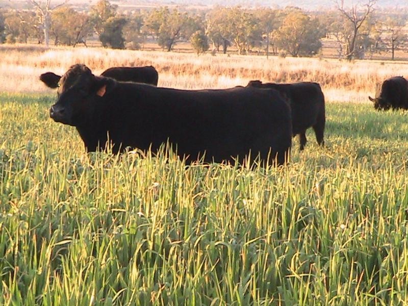 Red Rock 707 North Star Road, Warialda NSW 2402