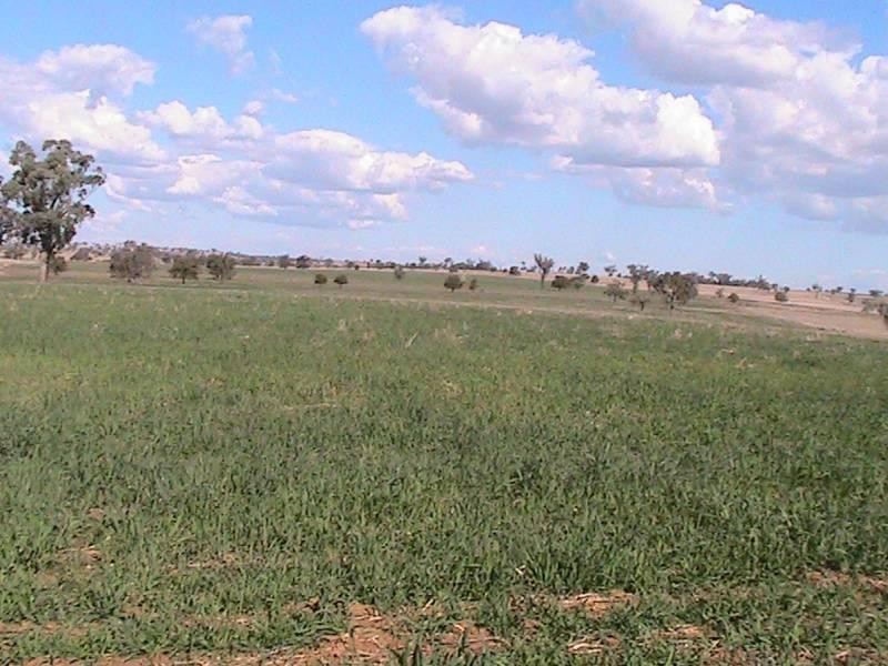 Red Rock 707 North Star Road, Warialda NSW 2402