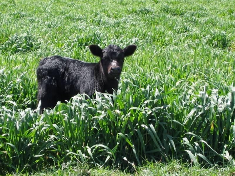 460 Wynella Road, Inverell NSW 2360