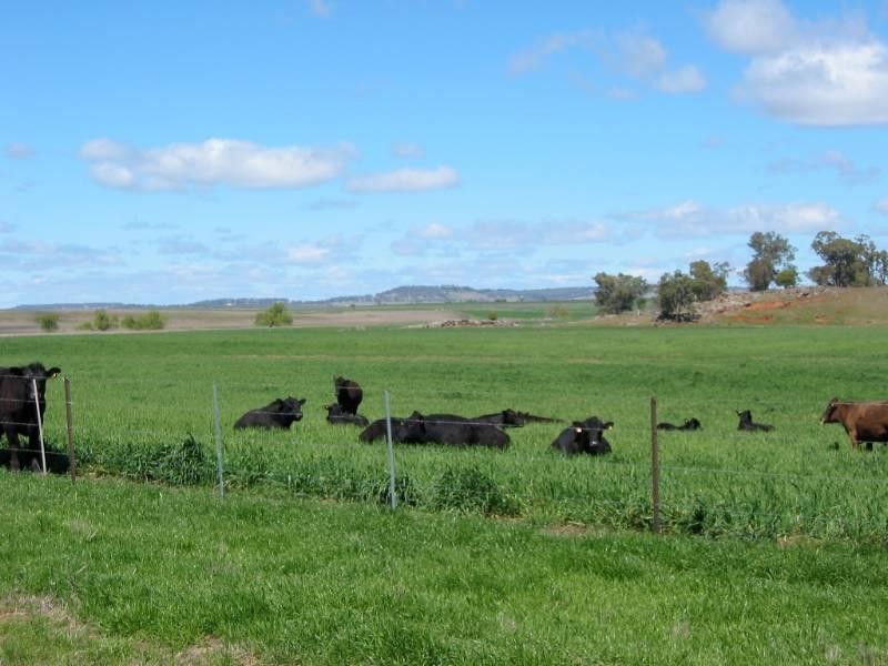 460 Wynella Road, Inverell NSW 2360