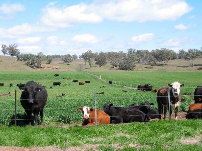 460 Wynella Road, Inverell NSW 2360