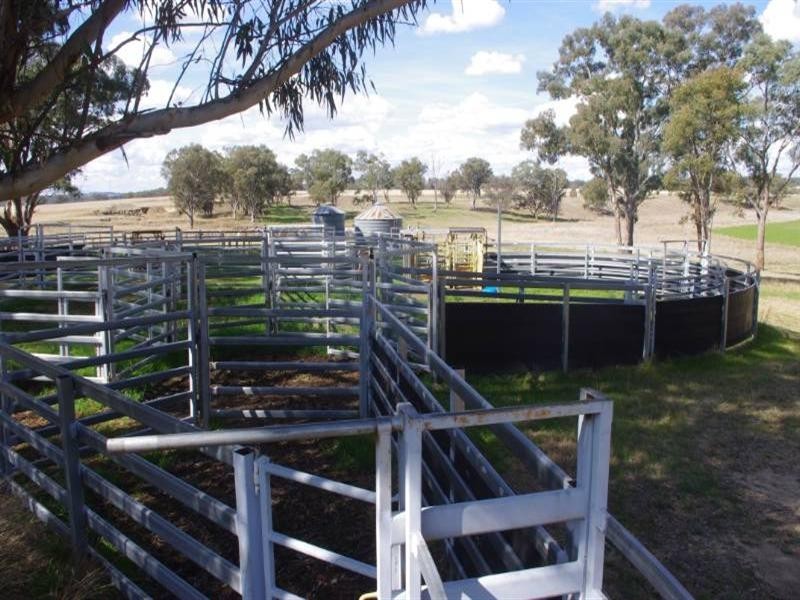 460 Wynella Road, Inverell NSW 2360