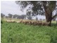 Inverell NSW 2360