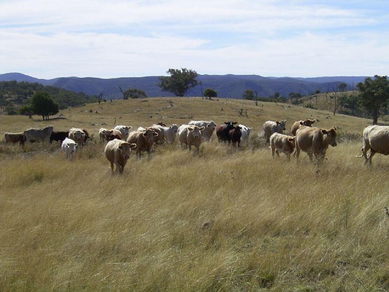 Emmaville NSW 2371