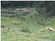 Moss Vale NSW 2577