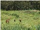Moss Vale NSW 2577